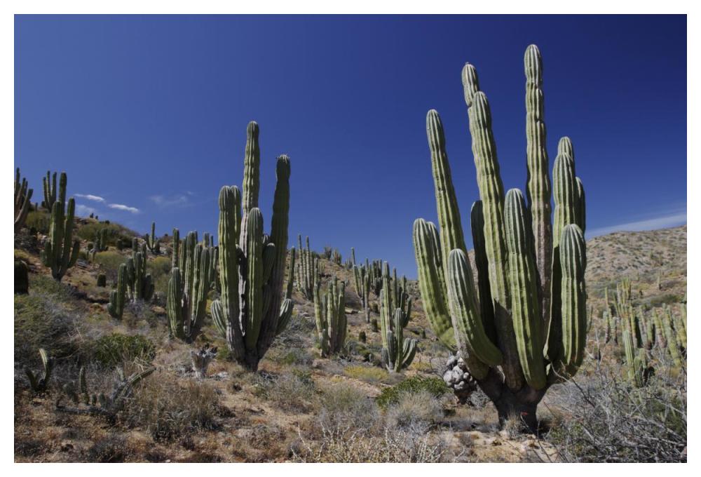 Cardon cacti in desert landscape, Santa Catalina Island, Mexico-Paper Art-50"x34"