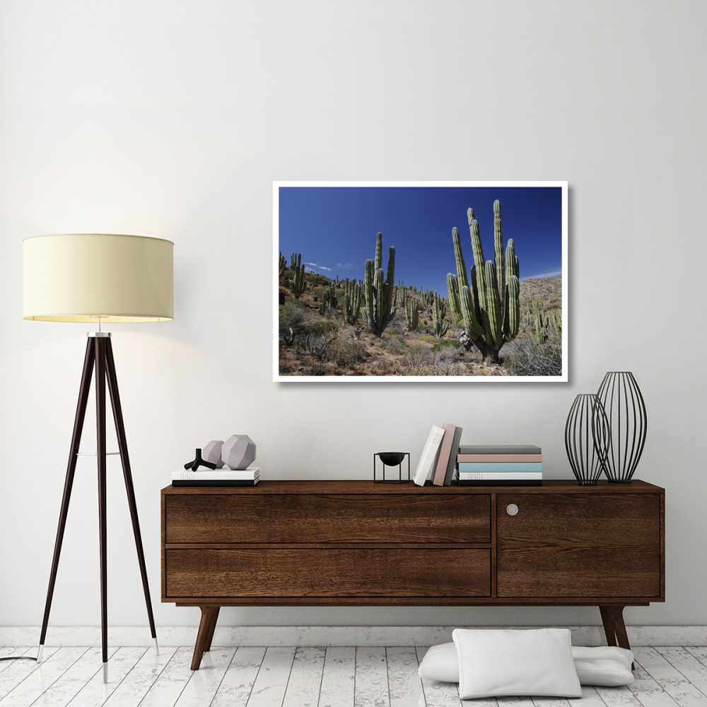 Cardon cacti in desert landscape, Santa Catalina Island, Mexico-Paper Art-50&quotx34"