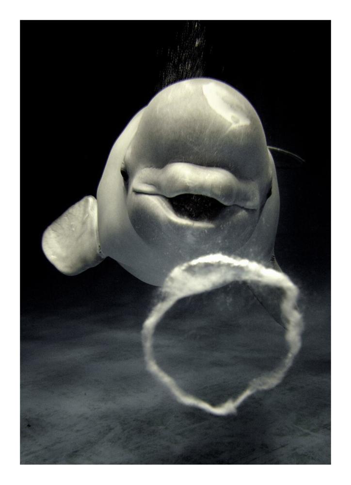 Beluga whale blowing toroidal bubble ring, Shimane Aquarium, Japan-Paper Art-17.4"x24"