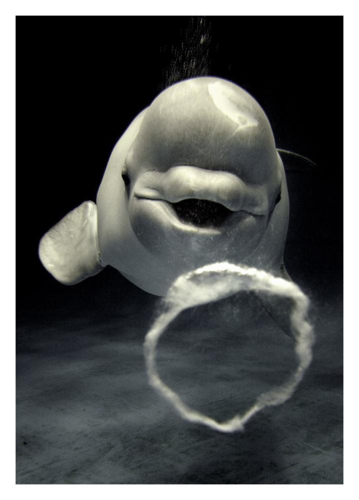 Beluga whale blowing toroidal bubble ring, Shimane Aquarium, Japan-Paper Art-23"x32"