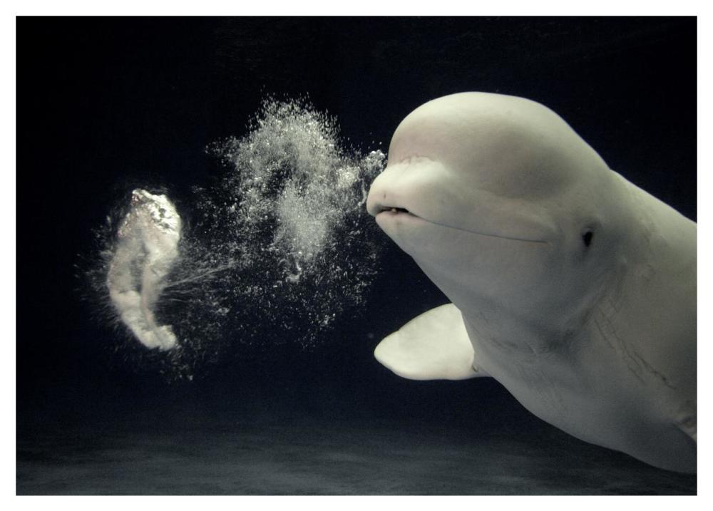 Beluga whale blowing toroidal bubble ring, Shimane Aquarium, Japan-Paper Art-46"x32.8"