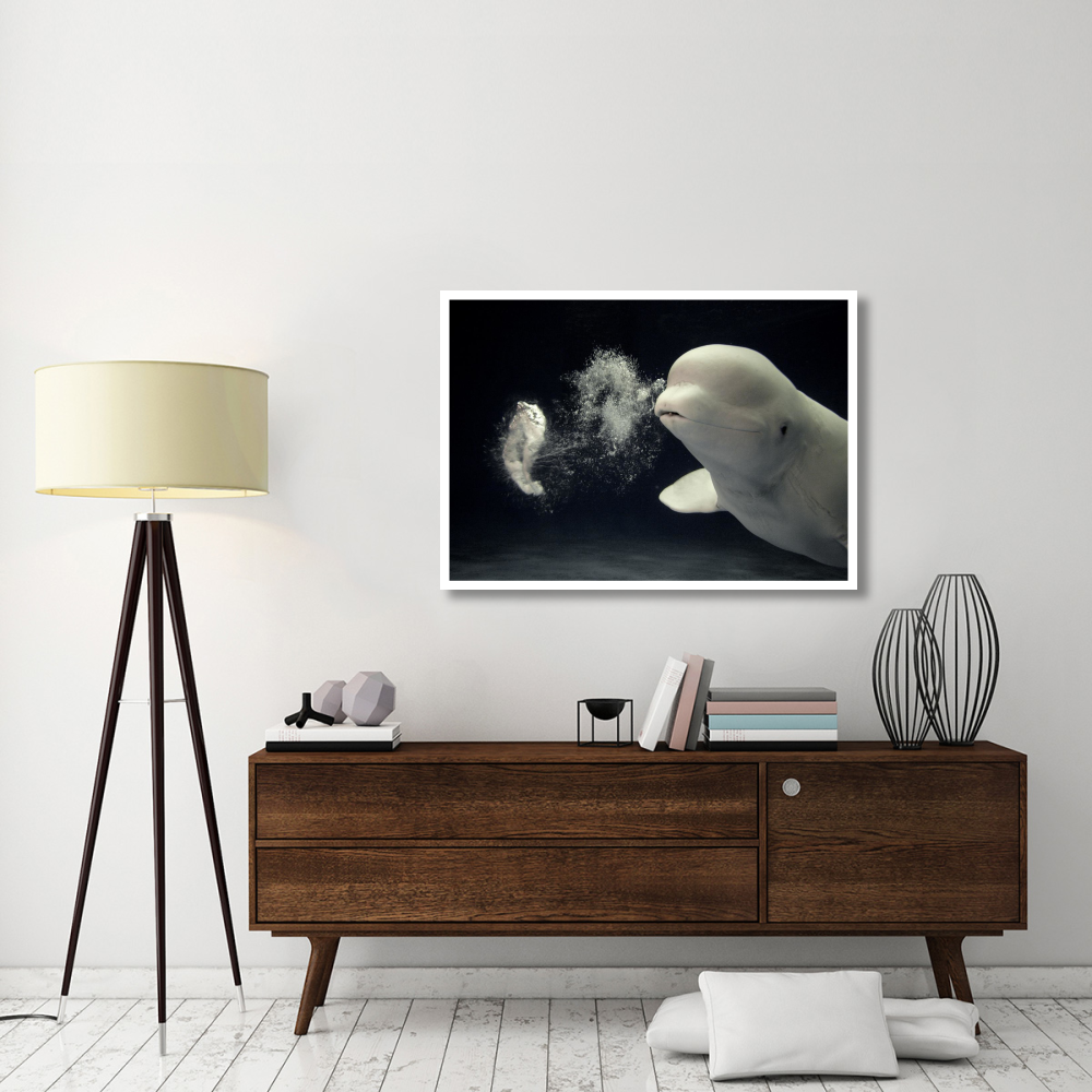 Beluga whale blowing toroidal bubble ring, Shimane Aquarium, Japan-Paper Art-46&quotx32.8"
