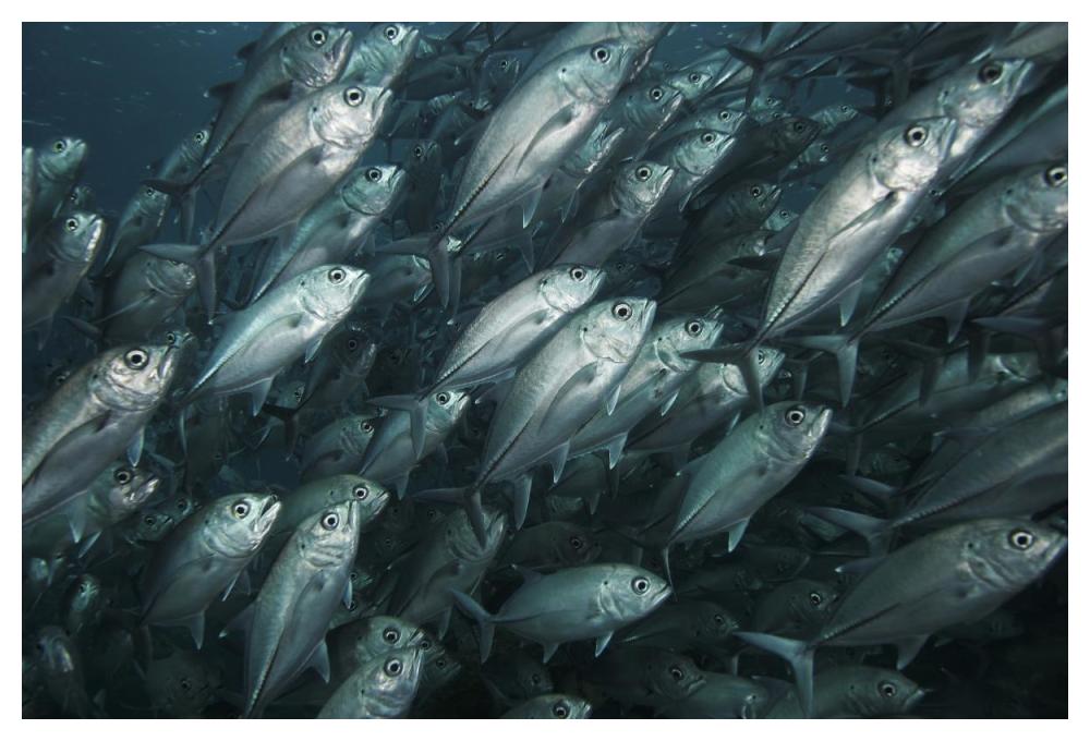 Bigeye Trevally school swimming off Sipadan Island, Celebes Sea, Borneo-Paper Art-50"x34"