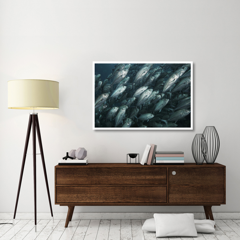 Bigeye Trevally school swimming off Sipadan Island, Celebes Sea, Borneo-Paper Art-50&quotx34"