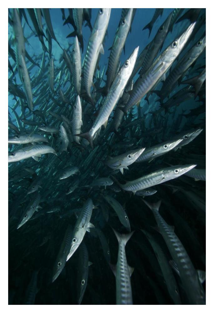 Chevron Barracuda school, Sipadan Island, Celebes Sea, Borneo, Malaysia-Paper Art-14"x20"