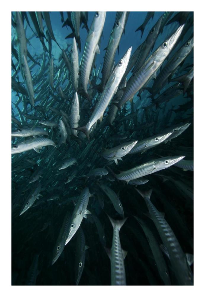 Chevron Barracuda school, Sipadan Island, Celebes Sea, Borneo, Malaysia-Paper Art-18"x26"