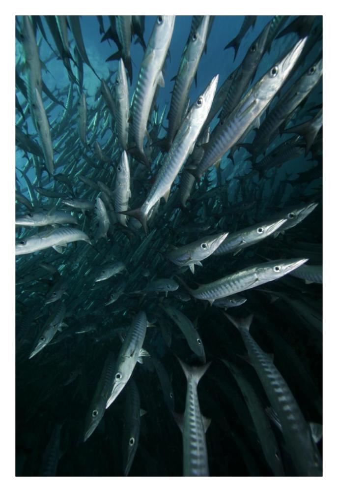 Chevron Barracuda school, Sipadan Island, Celebes Sea, Borneo, Malaysia-Paper Art-22"x32"
