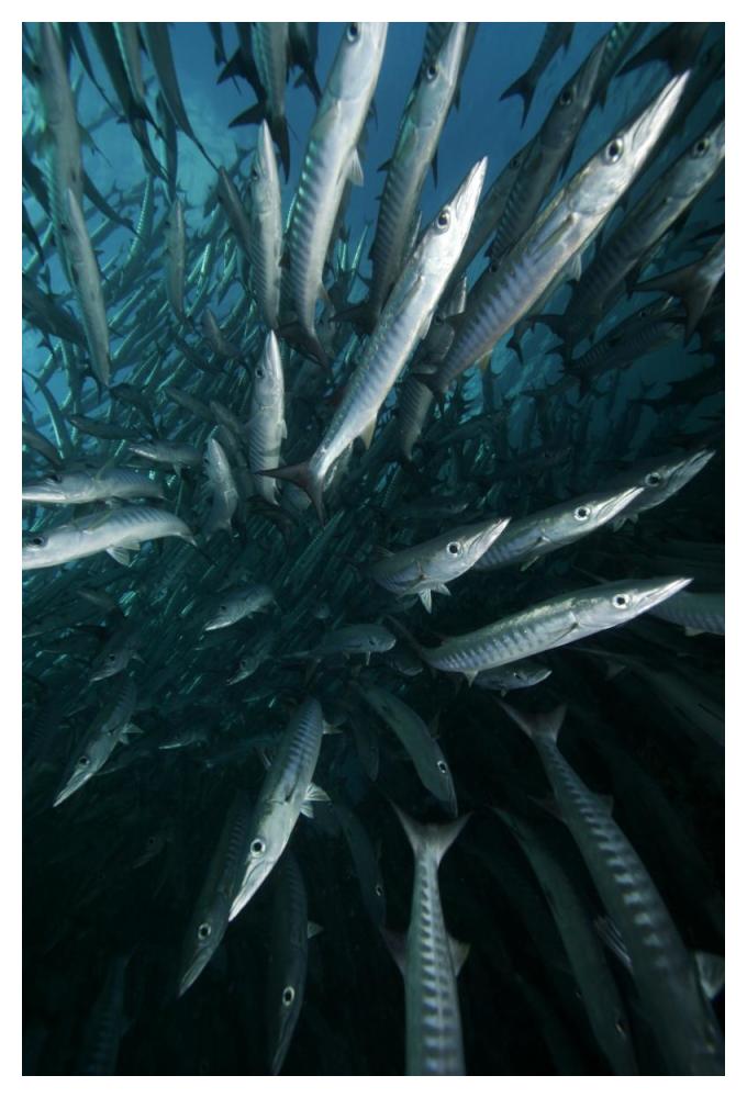 Chevron Barracuda school, Sipadan Island, Celebes Sea, Borneo, Malaysia-Paper Art-34"x50"