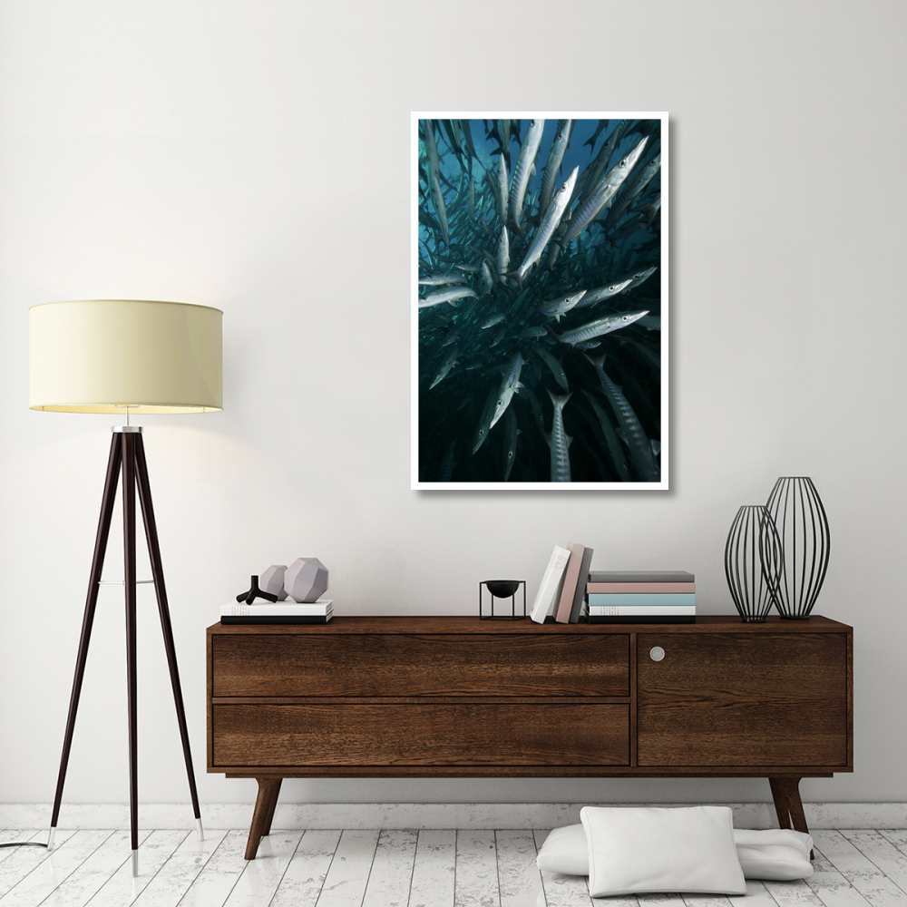 Chevron Barracuda school, Sipadan Island, Celebes Sea, Borneo, Malaysia-Paper Art-34&quotx50"