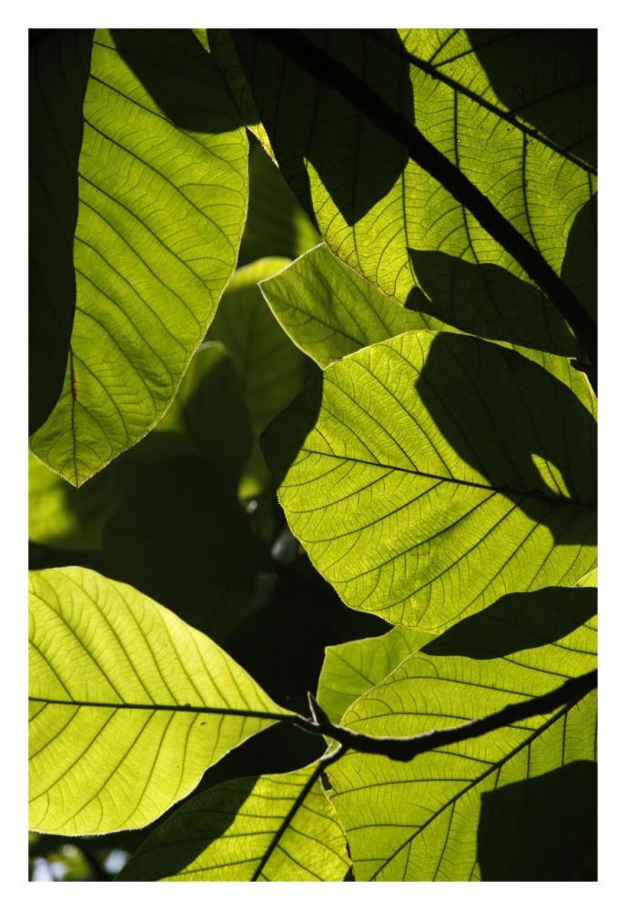 Rainforest leaves showing sunlight and shadow patterns, Borneo, Malaysia-Paper Art-22"x32"