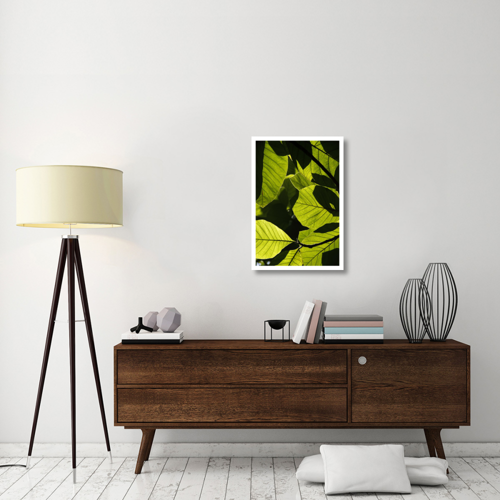Rainforest leaves showing sunlight and shadow patterns, Borneo, Malaysia-Paper Art-22&quotx32"