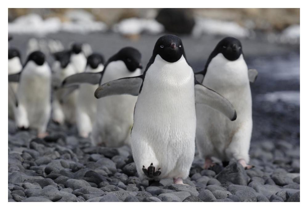 Adelie Penguin group marching to colony, Antarctic Peninsula, Antarctica-Paper Art-20"x14"