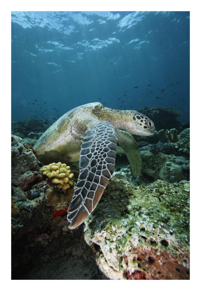 Green Sea Turtle on coral reef, endangered, Sipadan Island, Celebes Sea, Borneo-Paper Art-18"x26"