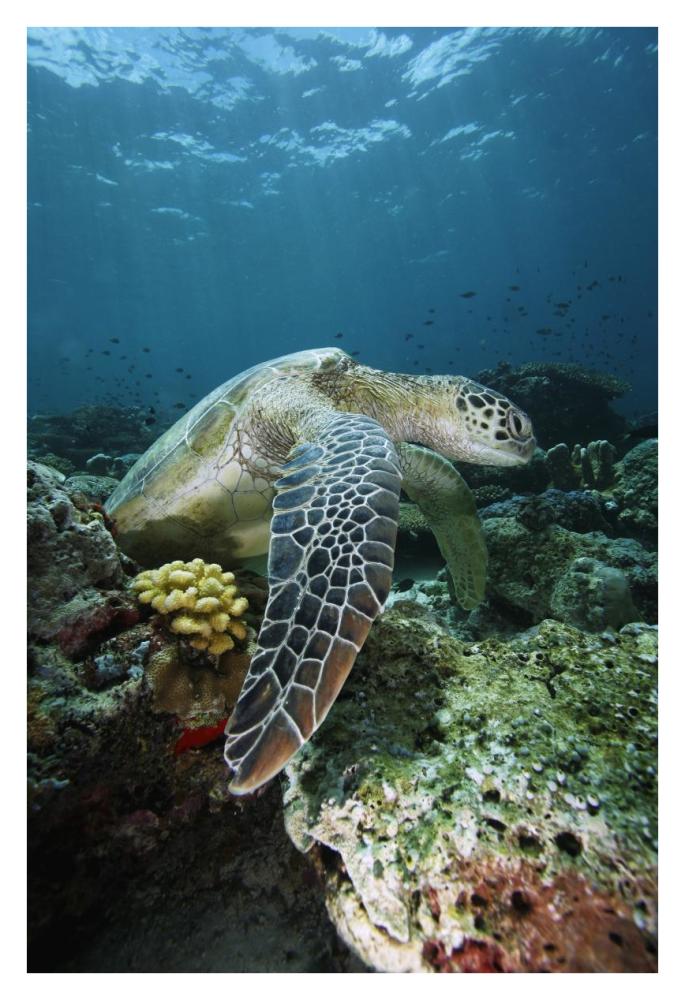 Green Sea Turtle on coral reef, endangered, Sipadan Island, Celebes Sea, Borneo-Paper Art-26"x38"