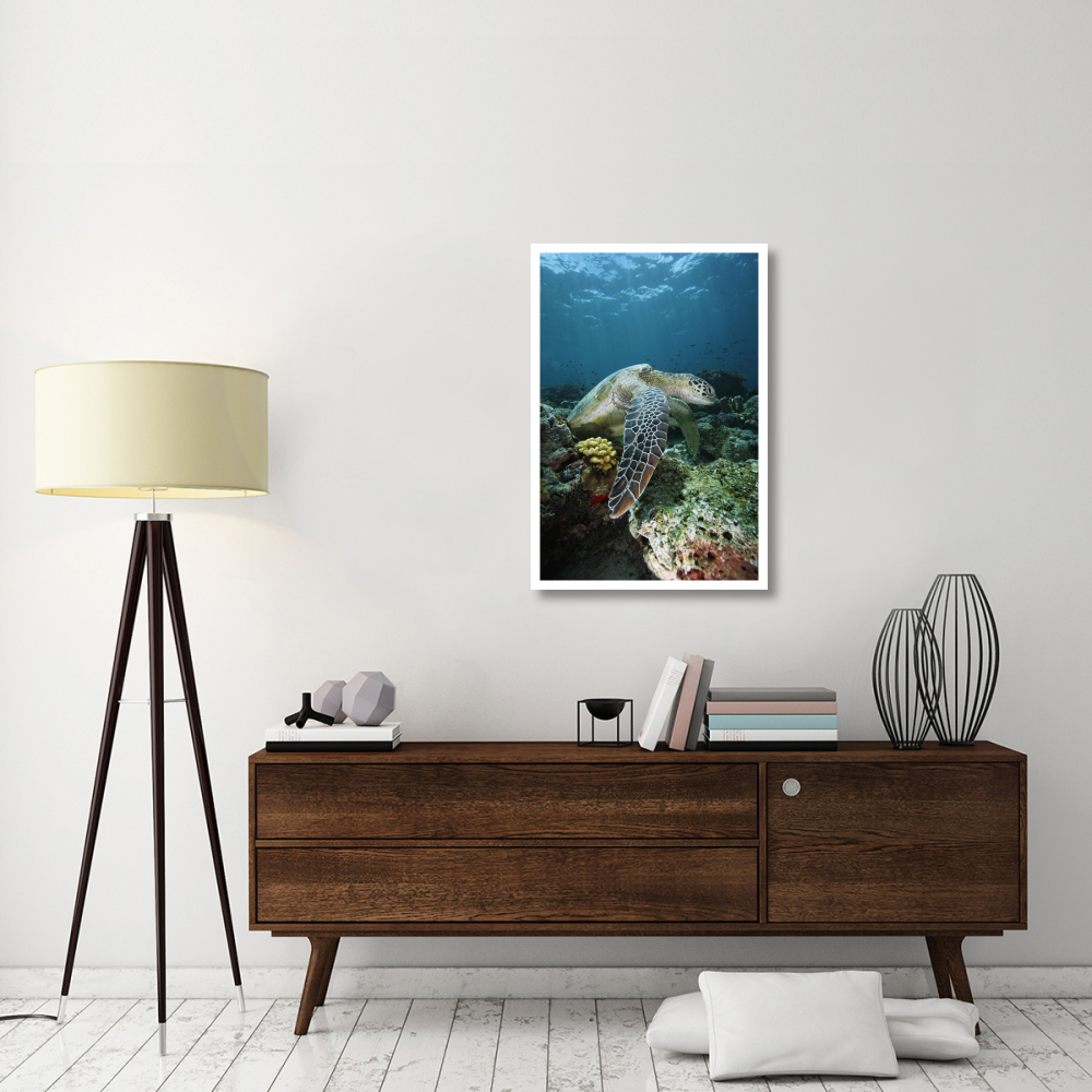 Green Sea Turtle on coral reef, endangered, Sipadan Island, Celebes Sea, Borneo-Paper Art-26&quotx38"