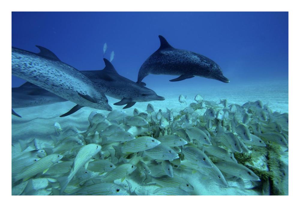 Atlantic Spotted Dolphin trio predating on school of snappers, Bahamas, Caribbean-Paper Art-26"x18"