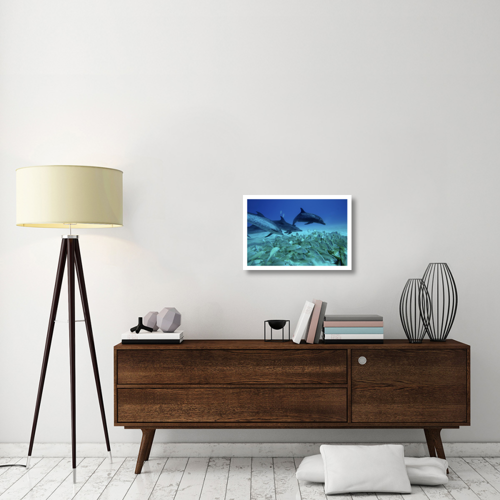 Atlantic Spotted Dolphin trio predating on school of snappers, Bahamas, Caribbean-Paper Art-26&quotx18"