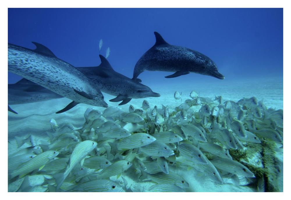 Atlantic Spotted Dolphin trio predating on school of snappers, Bahamas, Caribbean-Paper Art-38"x26"
