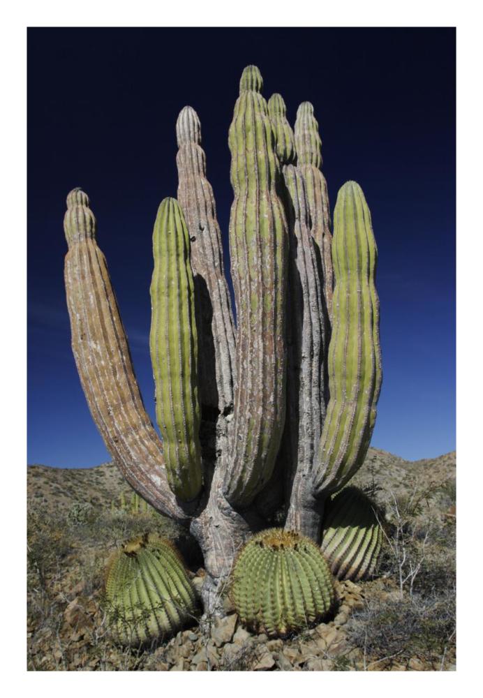 Cardon cactus with other cacti at base, Santa Catalina Island, Sea of Cortez, Mexico-Paper Art-18"x26"