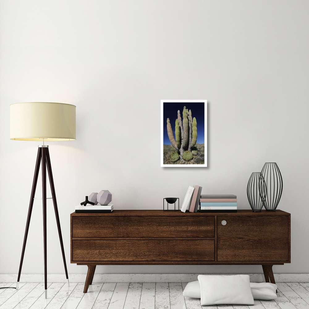 Cardon cactus with other cacti at base, Santa Catalina Island, Sea of Cortez, Mexico-Paper Art-18&quotx26"