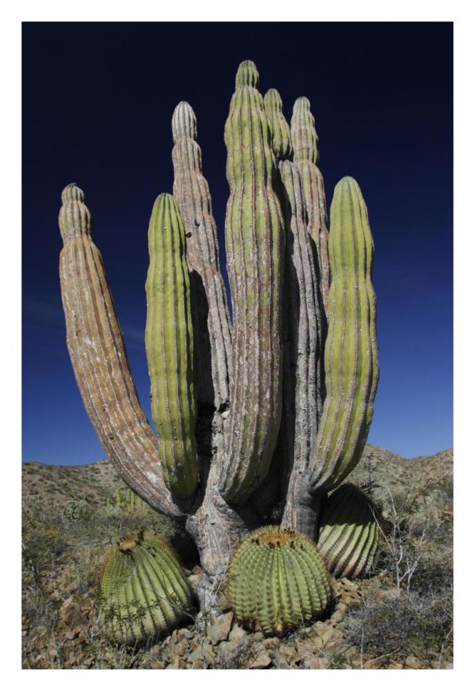 Cardon cactus with other cacti at base, Santa Catalina Island, Sea of Cortez, Mexico-Paper Art-22"x32"