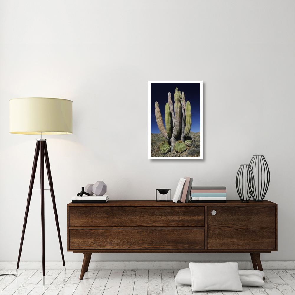 Cardon cactus with other cacti at base, Santa Catalina Island, Sea of Cortez, Mexico-Paper Art-22&quotx32"