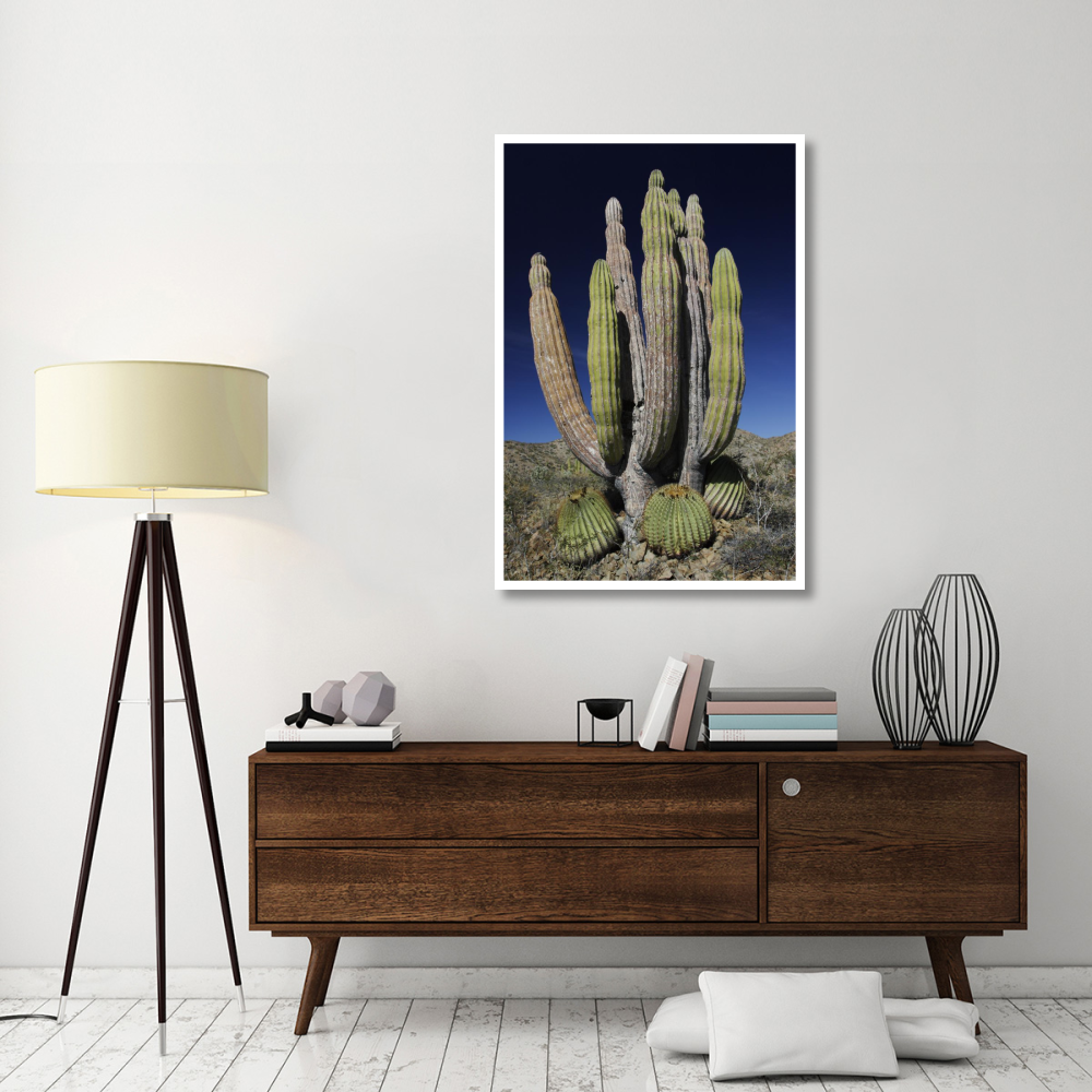 Cardon cactus with other cacti at base, Santa Catalina Island, Sea of Cortez, Mexico-Paper Art-34&quotx50"