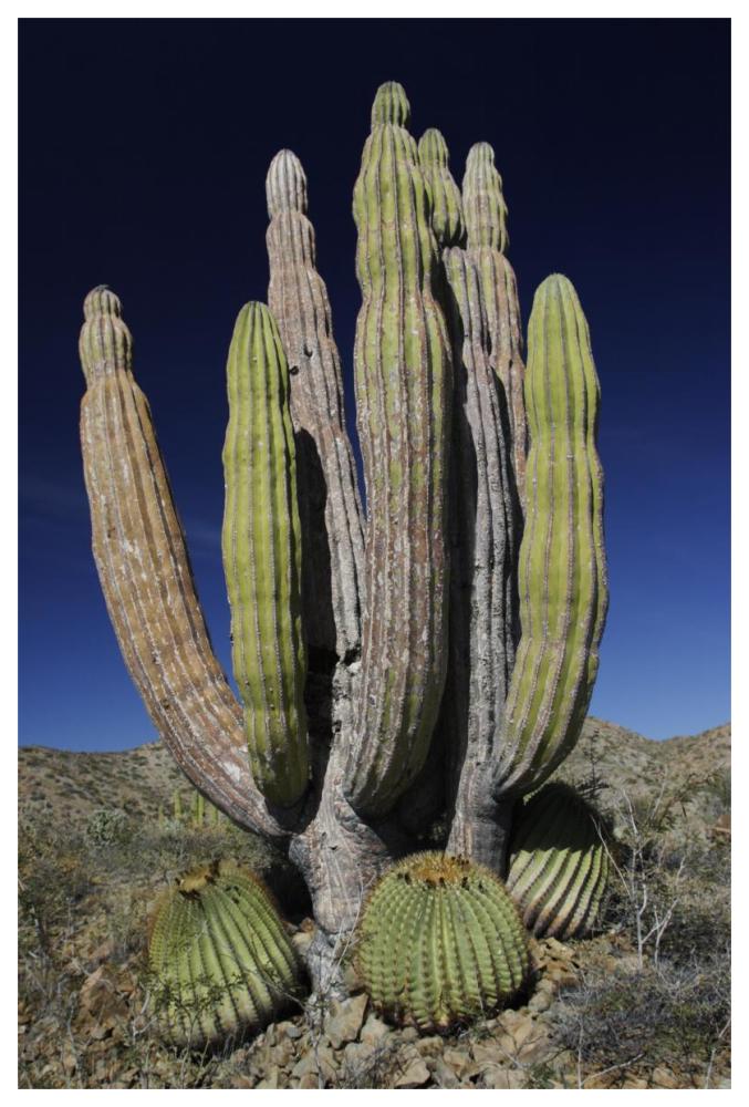 Cardon cactus with other cacti at base, Santa Catalina Island, Sea of Cortez, Mexico-Paper Art-42"x62"