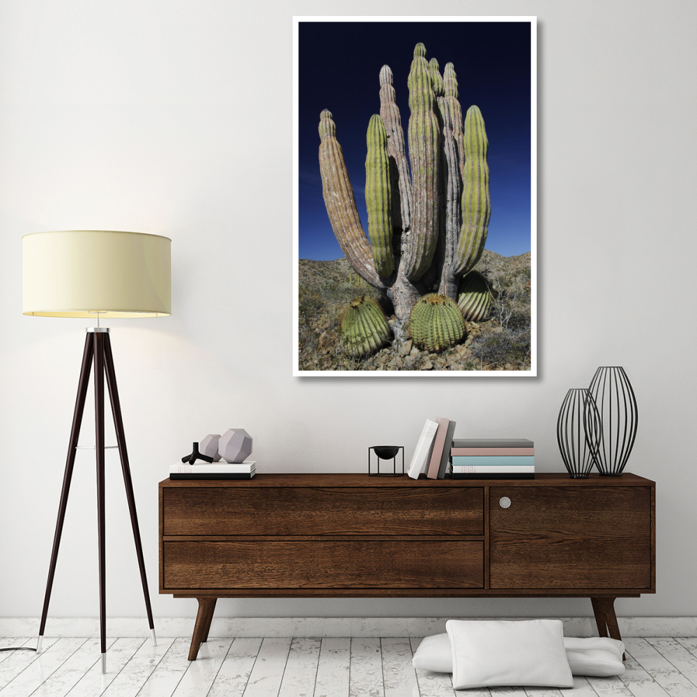 Cardon cactus with other cacti at base, Santa Catalina Island, Sea of Cortez, Mexico-Paper Art-42&quotx62"