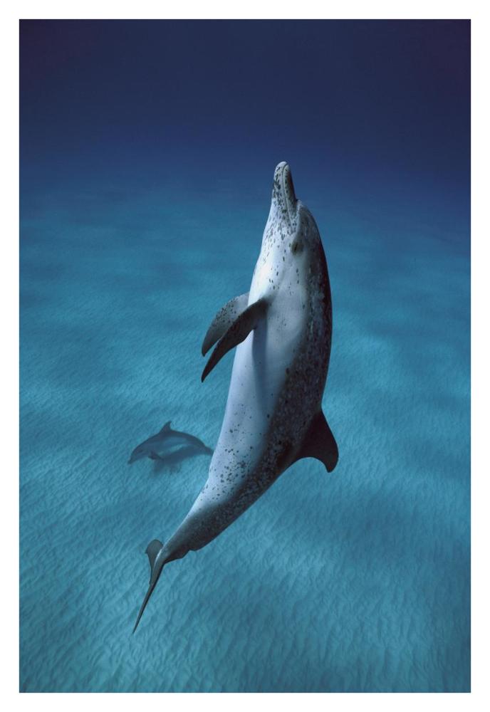 Atlantic Spotted Dolphin pair swimming underwater, Little Bahama Bank, Bahamas, Caribbean-Paper Art-26"x38"
