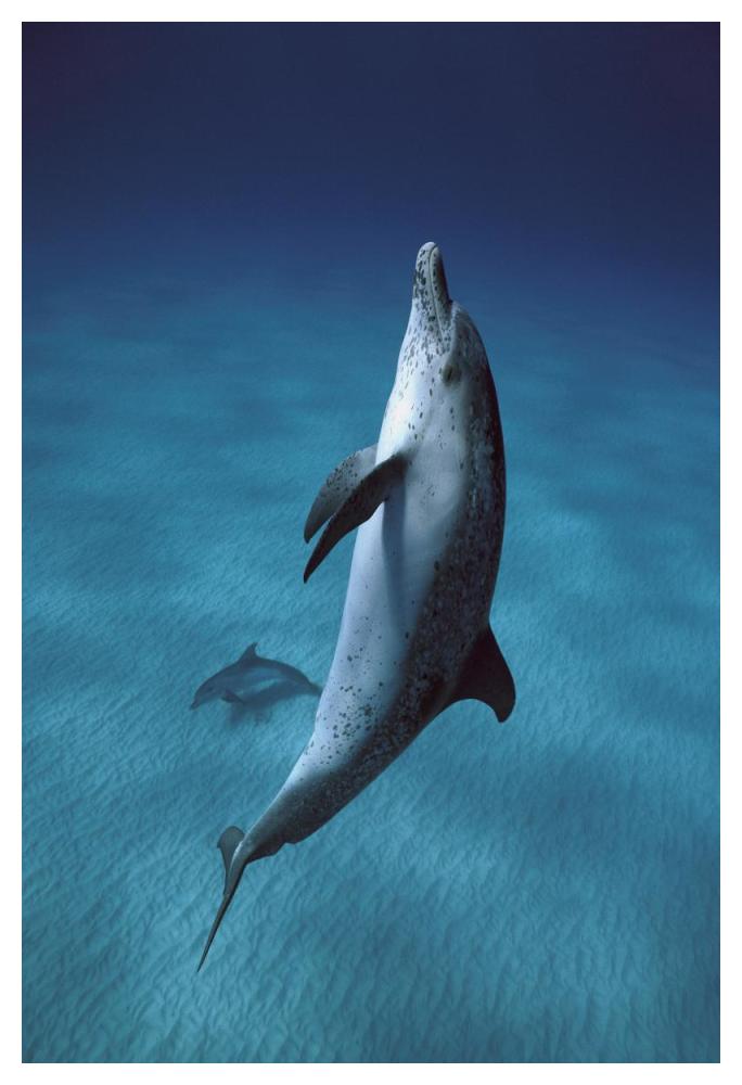 Atlantic Spotted Dolphin pair swimming underwater, Little Bahama Bank, Bahamas, Caribbean-Paper Art-34"x50"