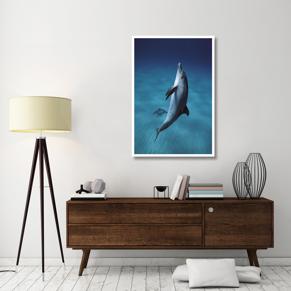 Atlantic Spotted Dolphin pair swimming underwater, Little Bahama Bank, Bahamas, Caribbean-Paper Art-34&quotx50"