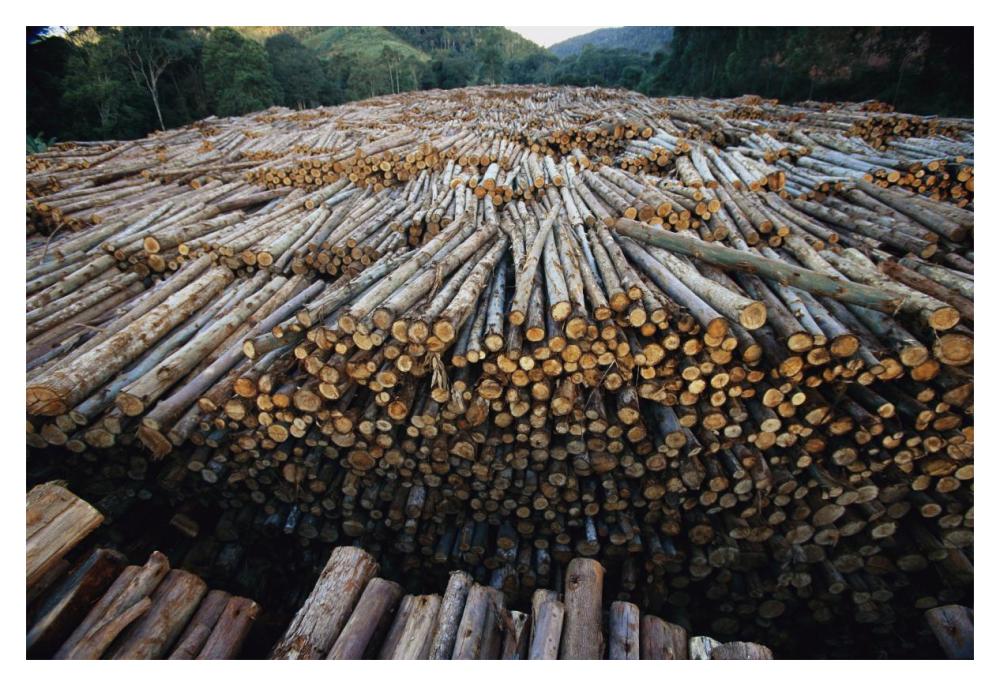 Gum Tree lumber, the world's biggest source of Eucalyptus pulp for paper, Atlantic forest, Brazil-Paper Art-20"x14"