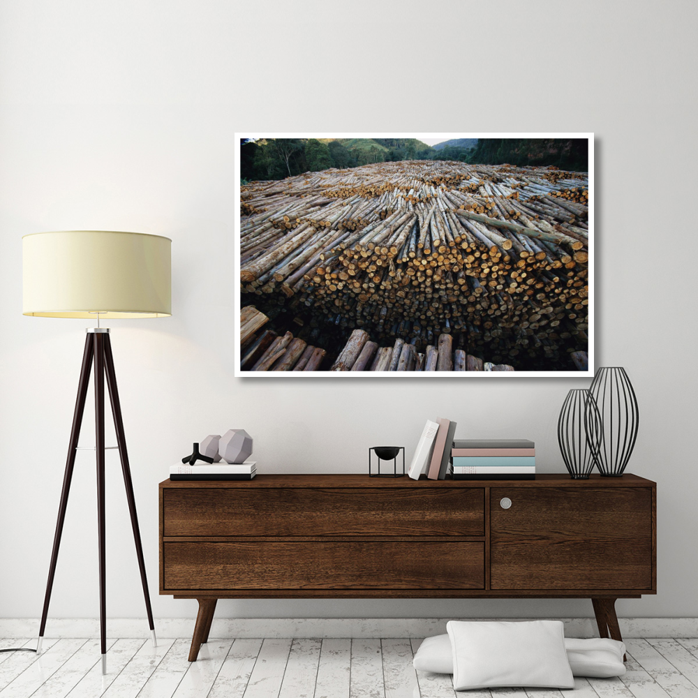 Gum Tree lumber, the world's biggest source of Eucalyptus pulp for paper, Atlantic forest, Brazil-Paper Art-62&quotx42"