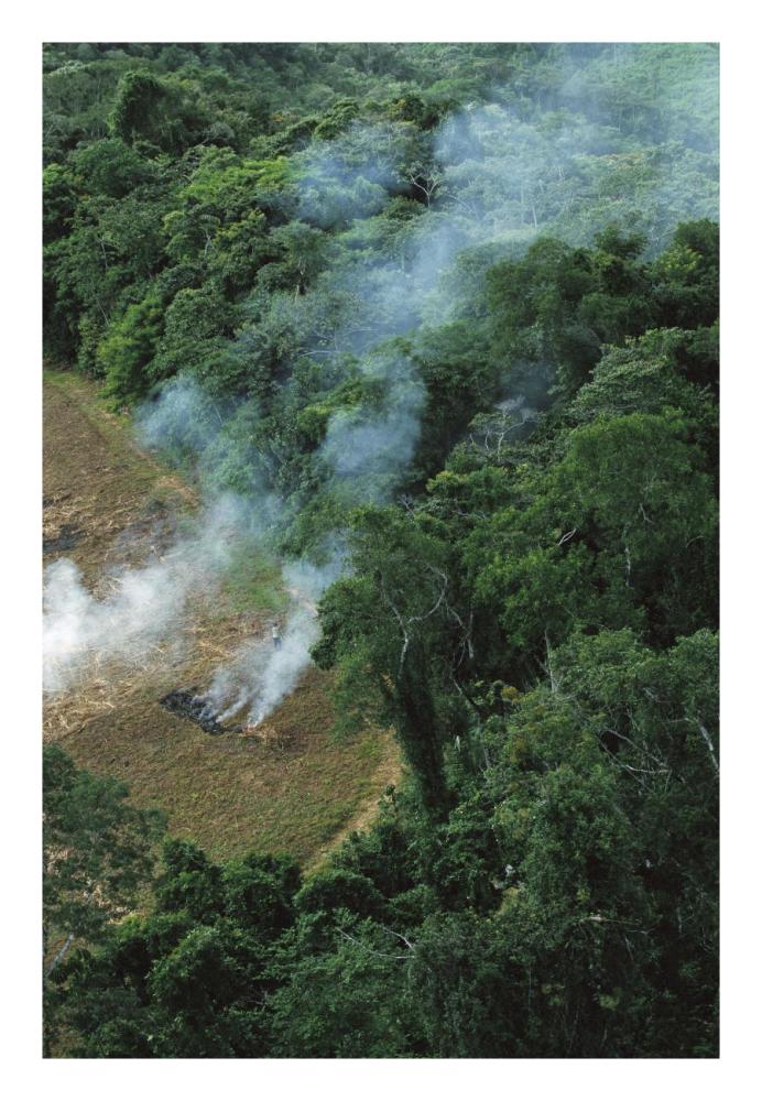 A farmer burns his agricultural field after harvesting the crop in a clearcut area in the forest, Usina Serra Grande, Atlantic Forest, Brazil-Paper Art-18"x26"