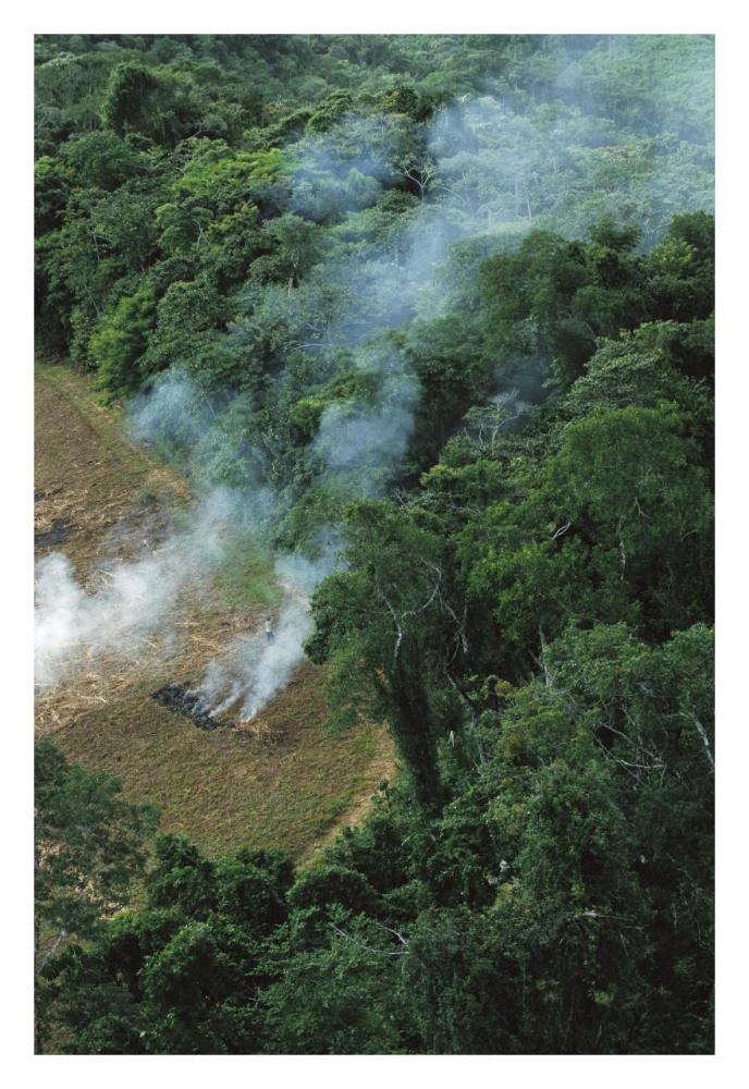 A farmer burns his agricultural field after harvesting the crop in a clearcut area in the forest, Usina Serra Grande, Atlantic Forest, Brazil-Paper Art-22"x32"