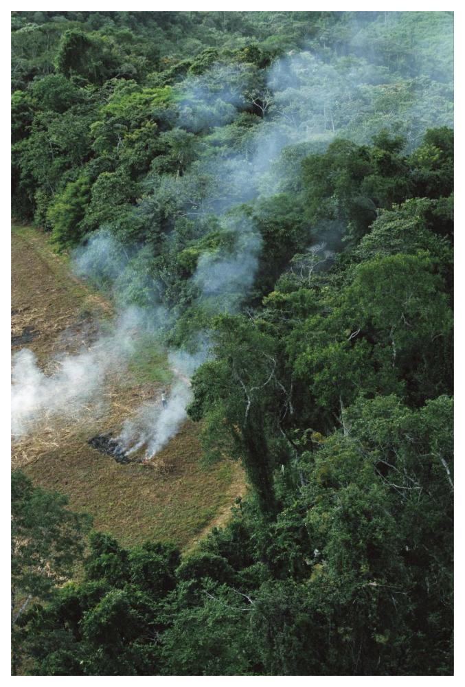 A farmer burns his agricultural field after harvesting the crop in a clearcut area in the forest, Usina Serra Grande, Atlantic Forest, Brazil-Paper Art-42"x62"