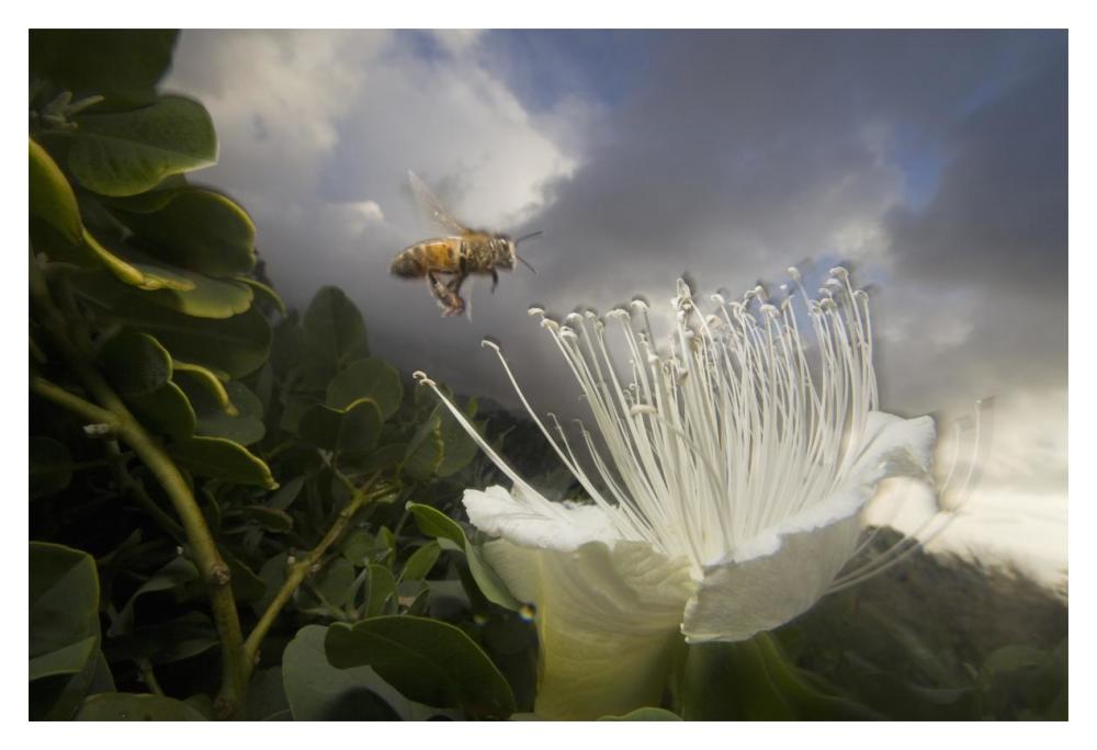 Honey Bee approaching rare Maiapilo flower, Kauai, Hawaii-Paper Art-20"x14"