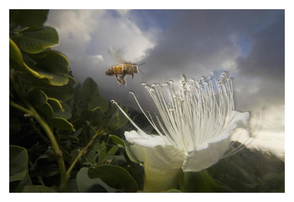 Honey Bee approaching rare Maiapilo flower, Kauai, Hawaii-Paper Art-32"x22"