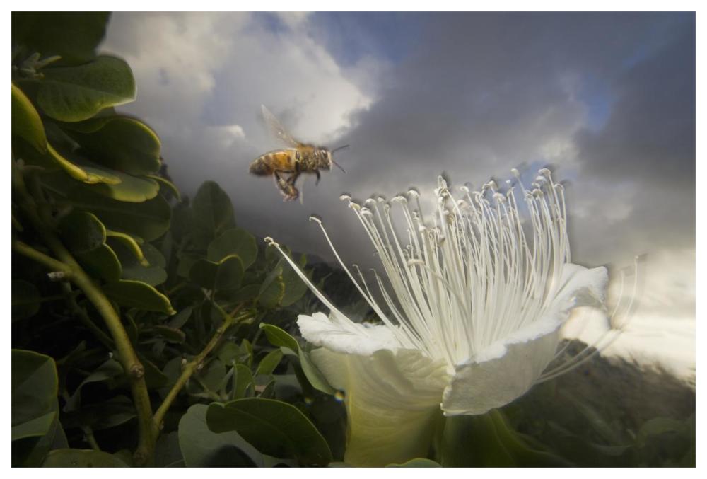 Honey Bee approaching rare Maiapilo flower, Kauai, Hawaii-Paper Art-62"x42"