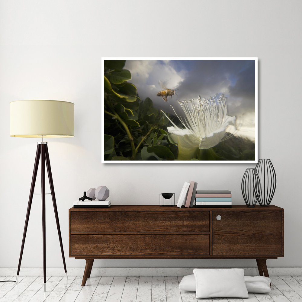 Honey Bee approaching rare Maiapilo flower, Kauai, Hawaii-Paper Art-62&quotx42"