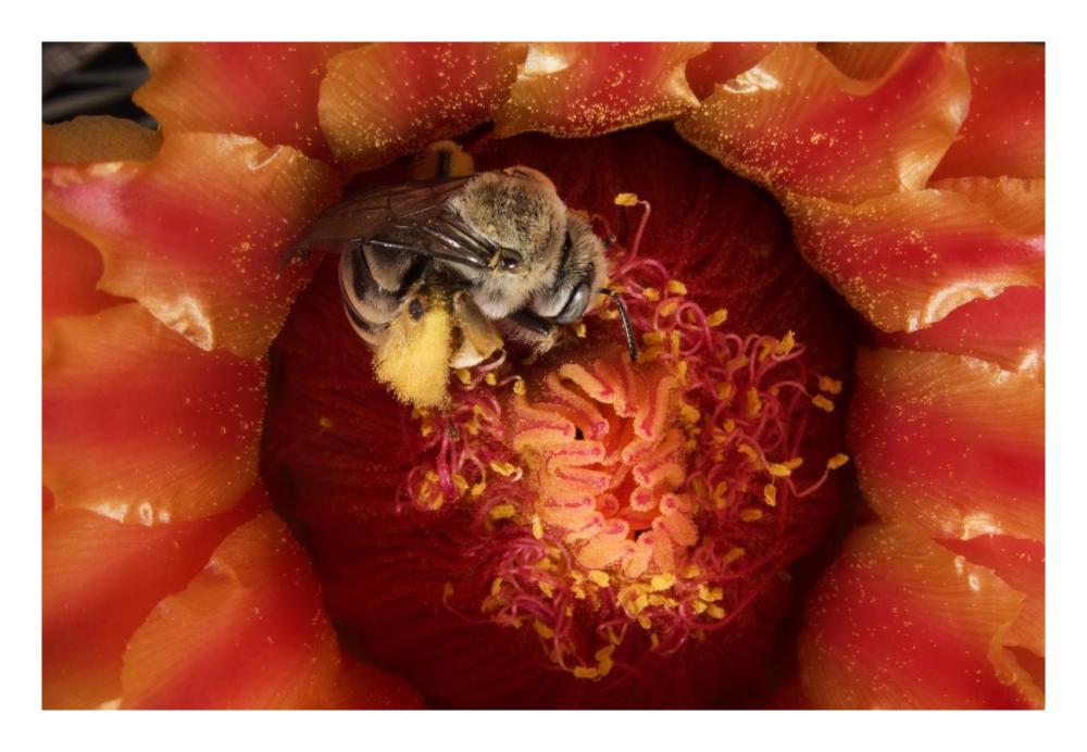 Cactus Bee feeding on barrel cactus nectar, Tucson, Arizona-Paper Art-26"x18"