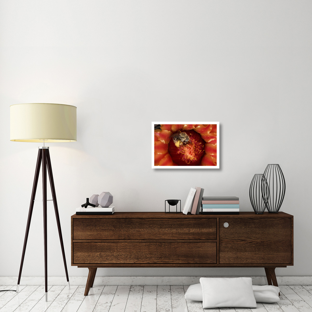Cactus Bee feeding on barrel cactus nectar, Tucson, Arizona-Paper Art-26&quotx18"