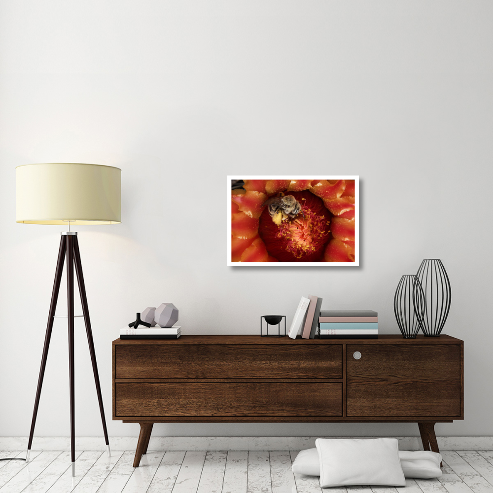 Cactus Bee feeding on barrel cactus nectar, Tucson, Arizona-Paper Art-32&quotx22"