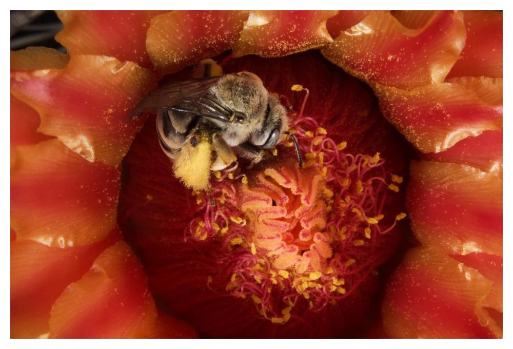 Cactus Bee feeding on barrel cactus nectar, Tucson, Arizona-Paper Art-50"x34"