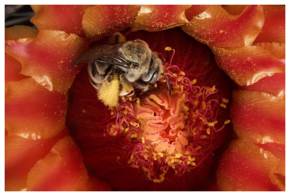 Cactus Bee feeding on barrel cactus nectar, Tucson, Arizona-Paper Art-62"x42"