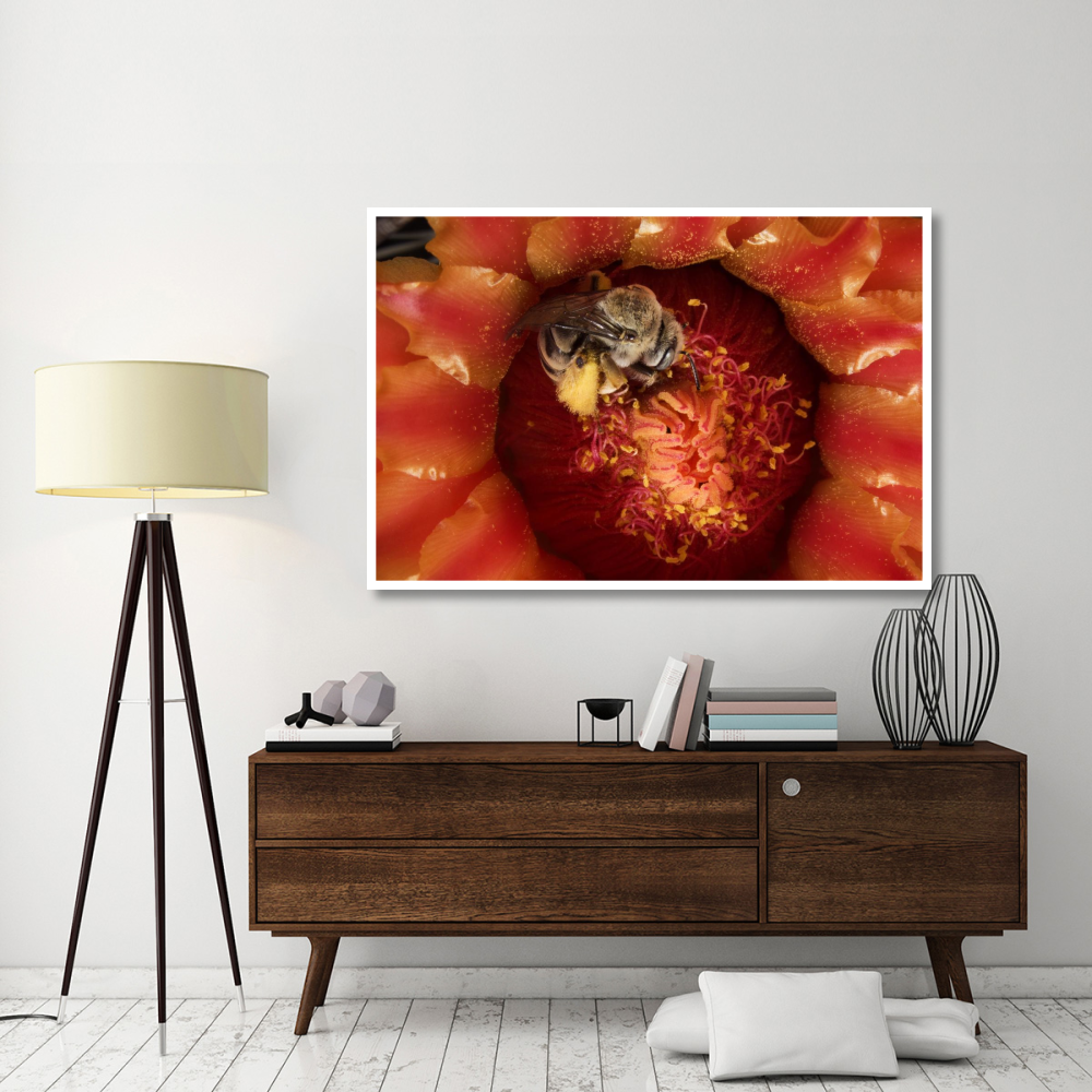 Cactus Bee feeding on barrel cactus nectar, Tucson, Arizona-Paper Art-62&quotx42"
