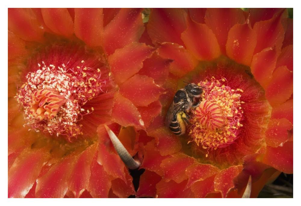 Cactus Bee feeding on barrel cactus nectar, Tucson, Arizona-Paper Art-20"x14"