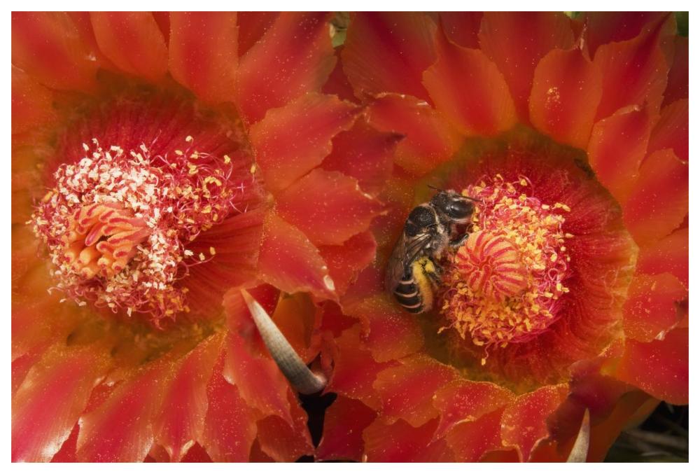 Cactus Bee feeding on barrel cactus nectar, Tucson, Arizona-Paper Art-62"x42"