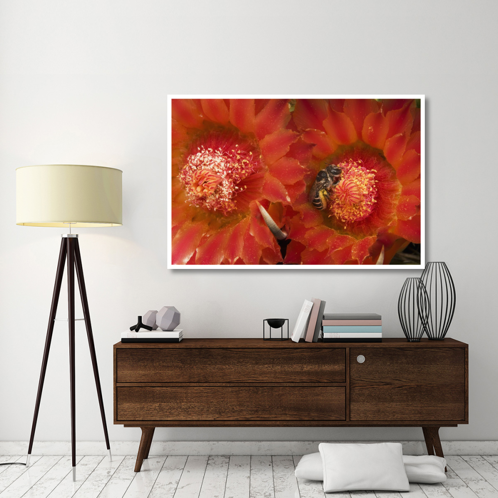 Cactus Bee feeding on barrel cactus nectar, Tucson, Arizona-Paper Art-62&quotx42"